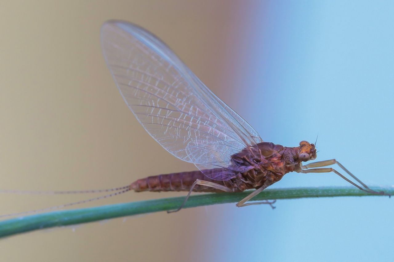 Baetidae - Baetis sp. ? Serratella ignita
